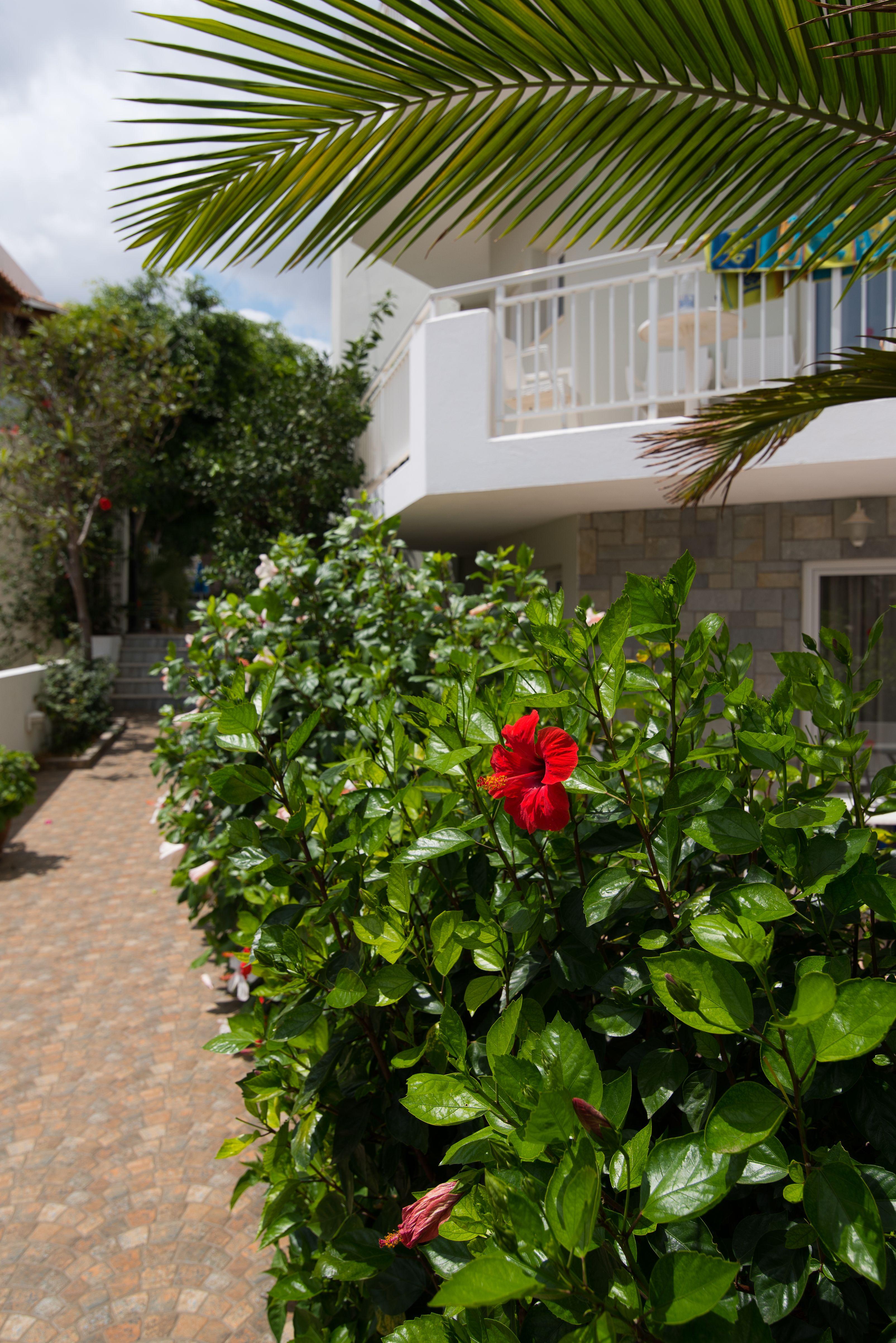 Melissa Apartments, Studios & Suites Malia  Exterior photo
